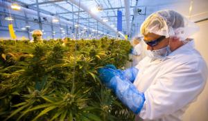 Local marijuana producer WeedMD unveils new name, acquisition