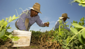 First farms, now factories: temporary foreign worker program expands